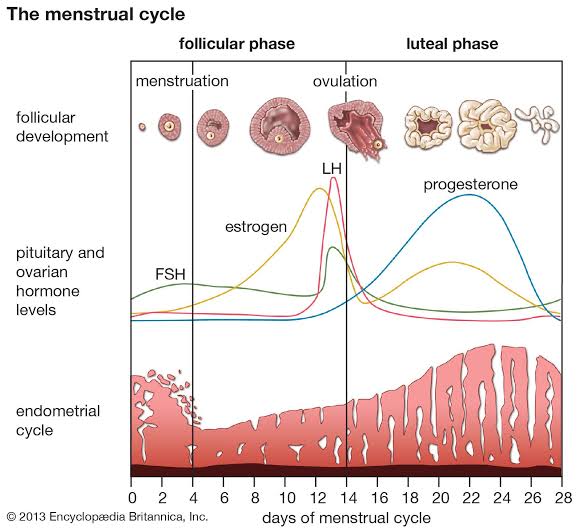 Menstrual Cycle
